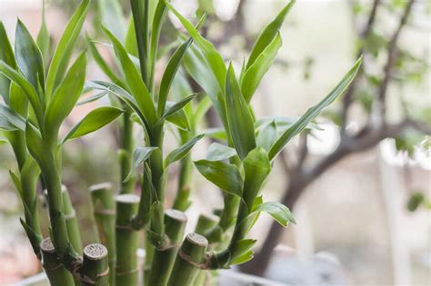 風水植物 擋煞|風水植物｜不只富貴竹！7款招財/招桃花植物推介+不可不知風水 